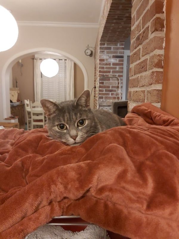 Chat gris couché