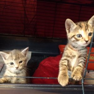 Deux chatons dans une cage