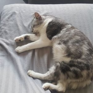 Chat gris couché
