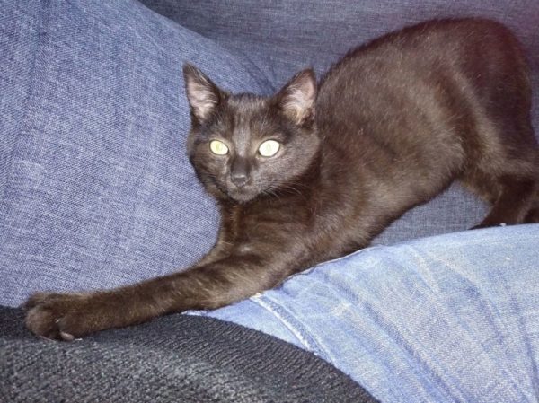 Chat noir couché sur un canapé