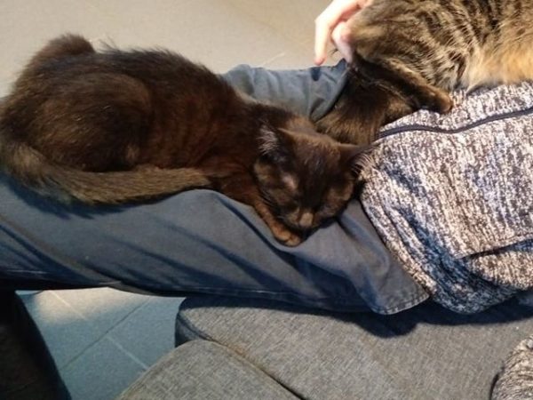 Chat noir couché sur un canapé