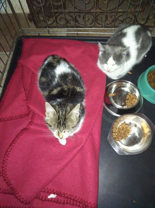 Deux chatons couchés, un gris et blanc et un marbré.
